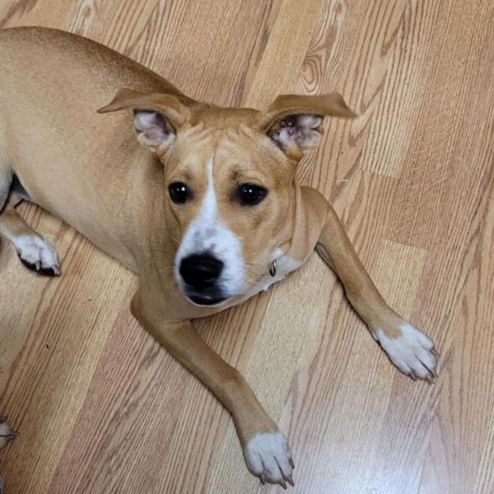 Enlarge Lady, a Adoptable mixed breed in Wetumpka, AL image 3/4