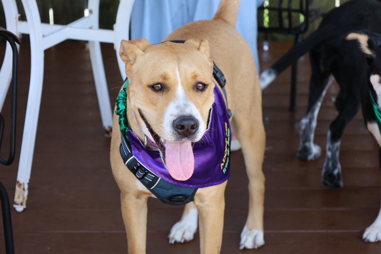 Enlarge Lady, a Adoptable mixed breed in Wetumpka, AL image 4/4