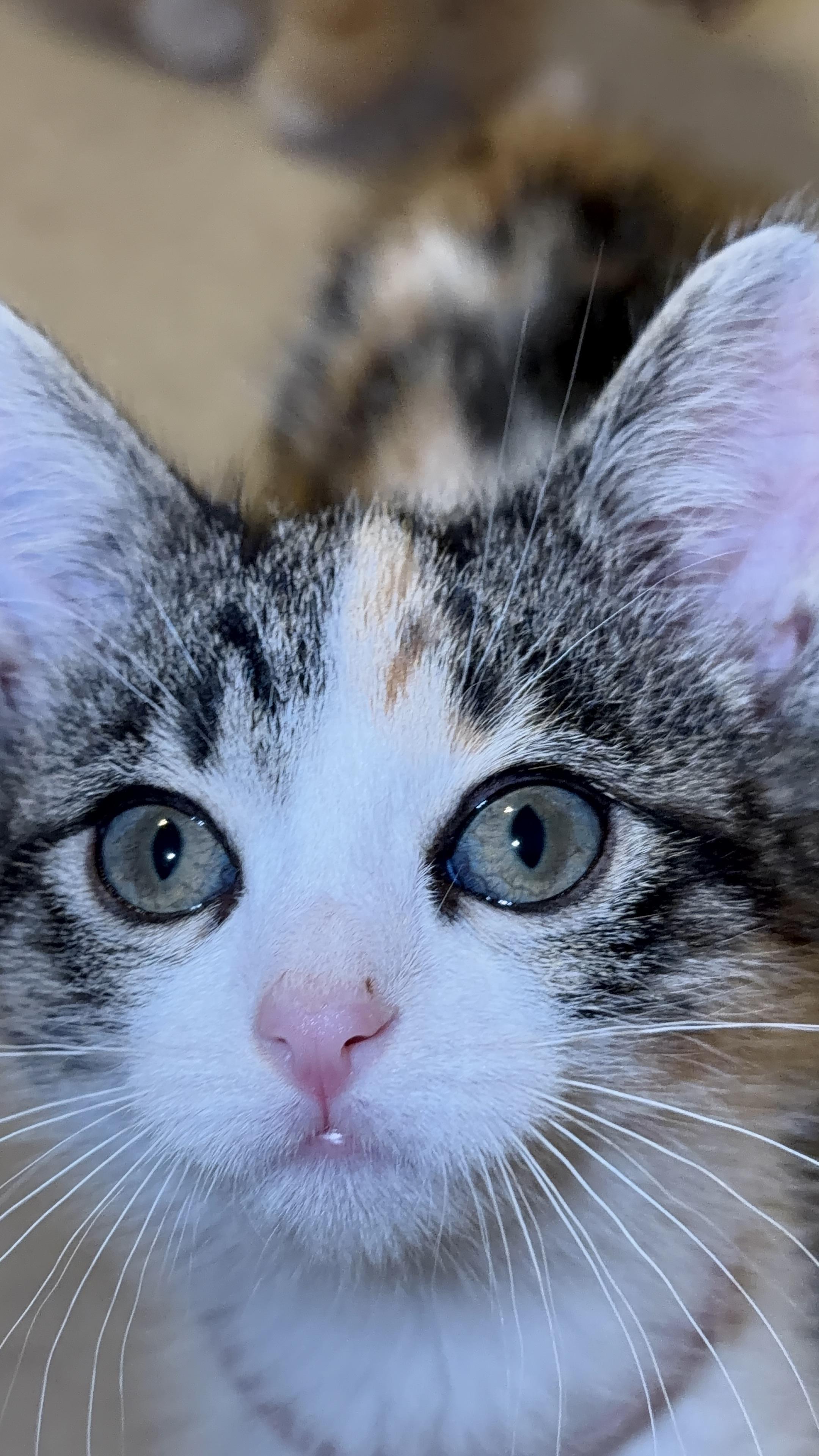 Enlarge Nessie, an adopted Domestic Short Hair in Bryan, TX image 2/4