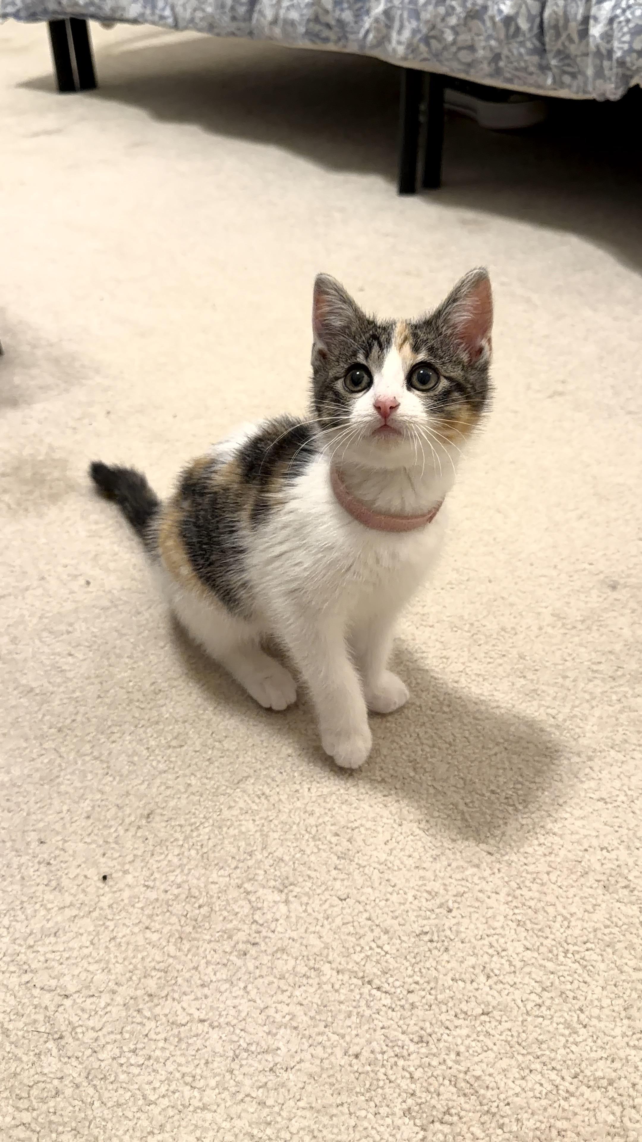 Enlarge Nessie, an adopted Domestic Short Hair in Bryan, TX image 4/4