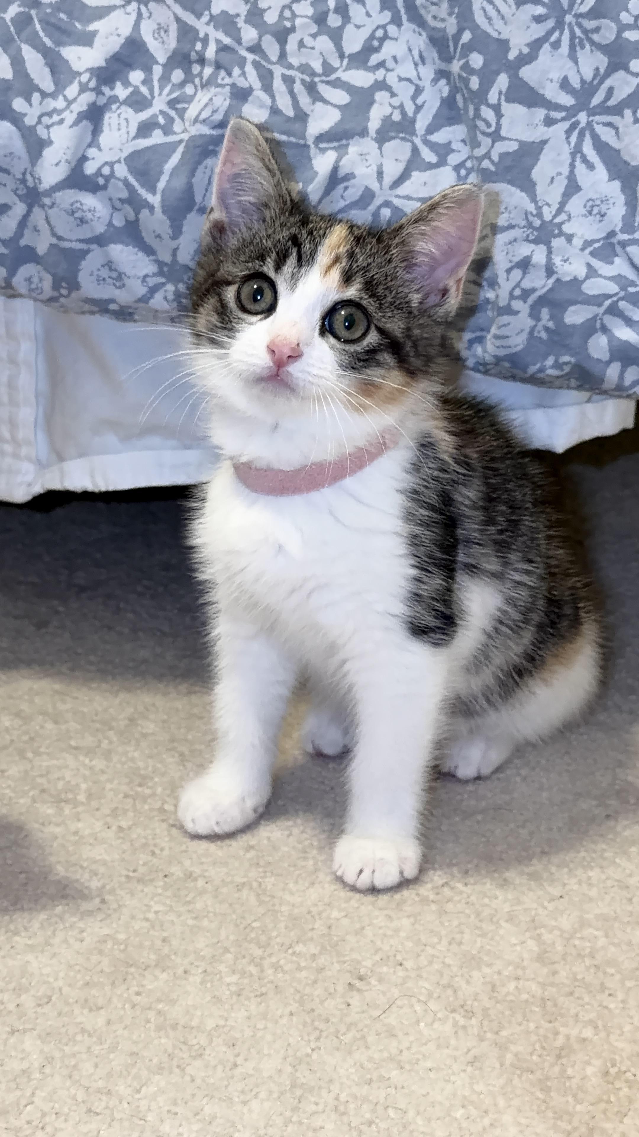 Nessie, adopted, Kitten Female Domestic Short Hair.