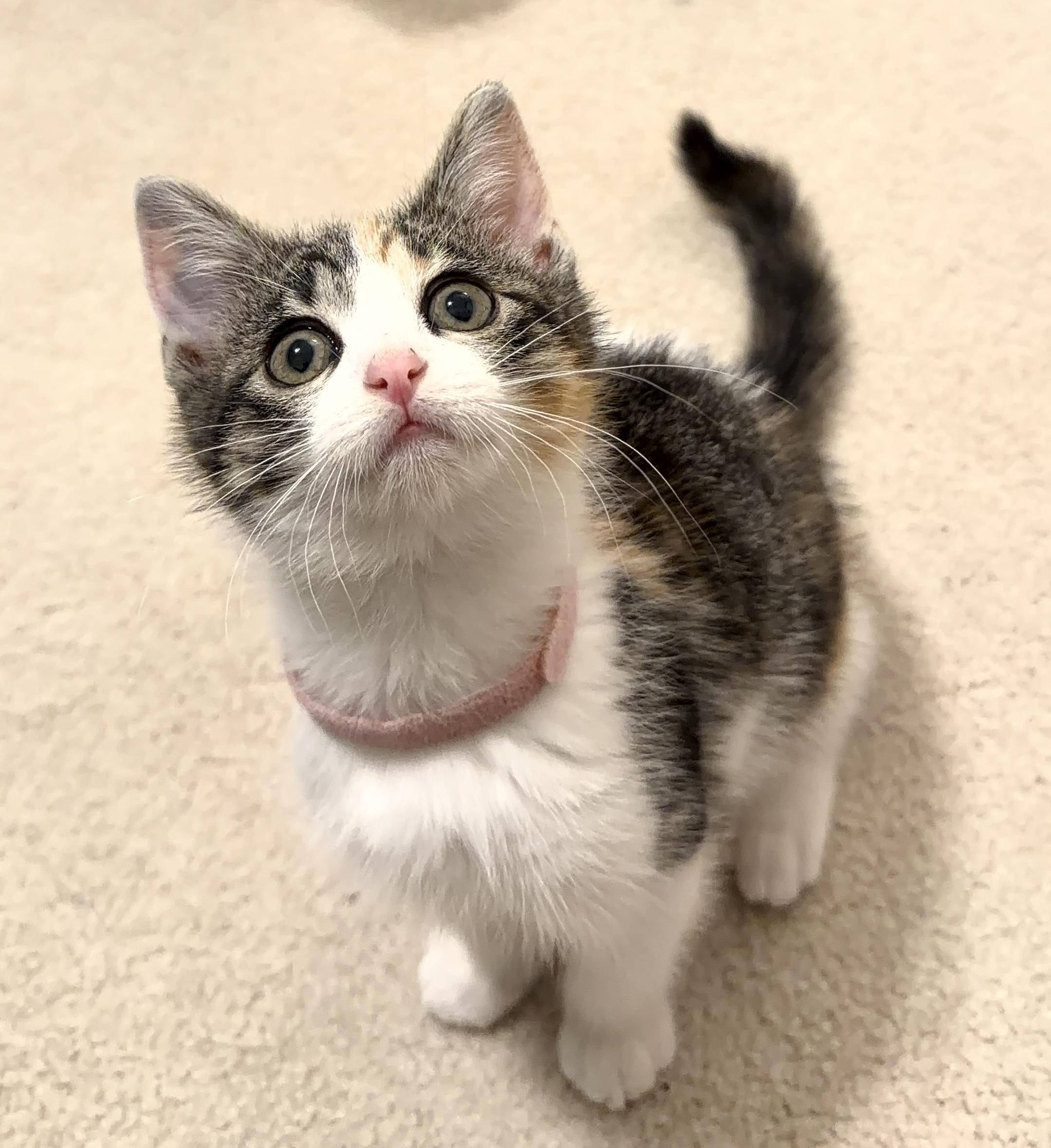 Enlarge Nessie, an adopted Domestic Short Hair in Bryan, TX image 3/4