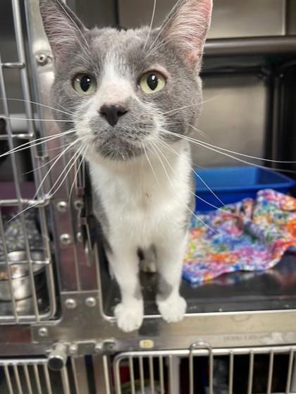 Roach, Adoptable, Adult Male Domestic Short Hair & Domestic Short Hair.