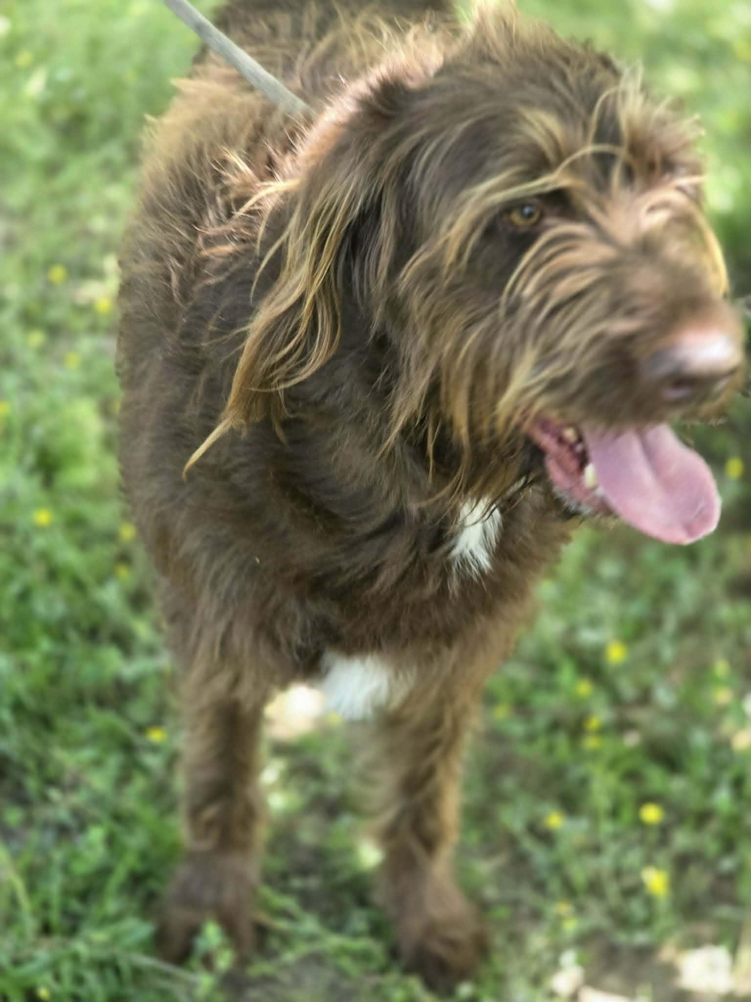 Bruno, Adoptable, Young Male Labrador Retriever & Standard Poodle.