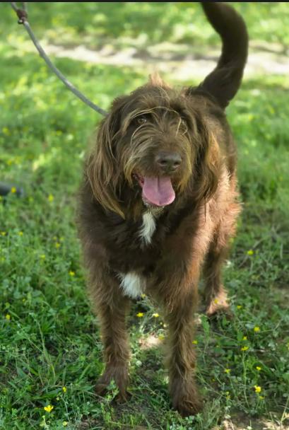 Enlarge Bruno, a Adoptable mixed breed in Wakefield, RI image 3/3