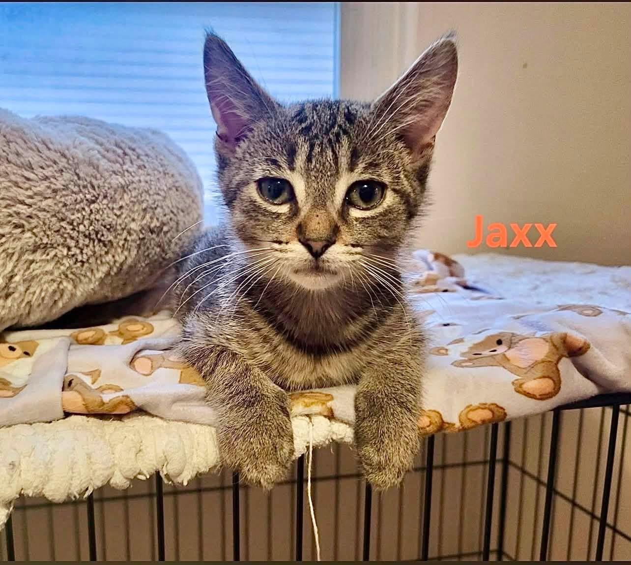 Jaxx, a ADOPTABLE Tabby in Saginaw, MI image 1/2