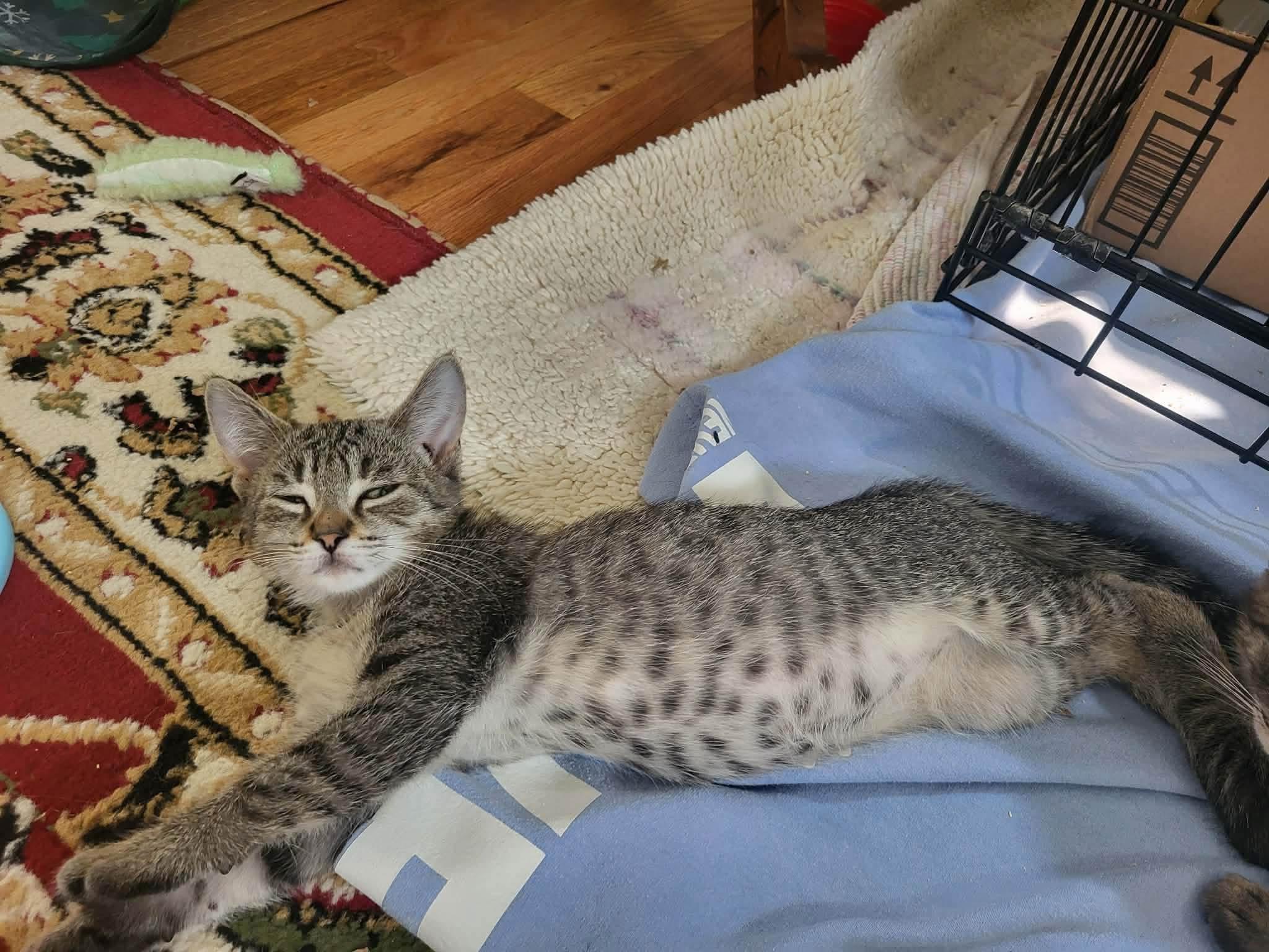 Jaxx, a ADOPTABLE Tabby in Saginaw, MI image 2/2