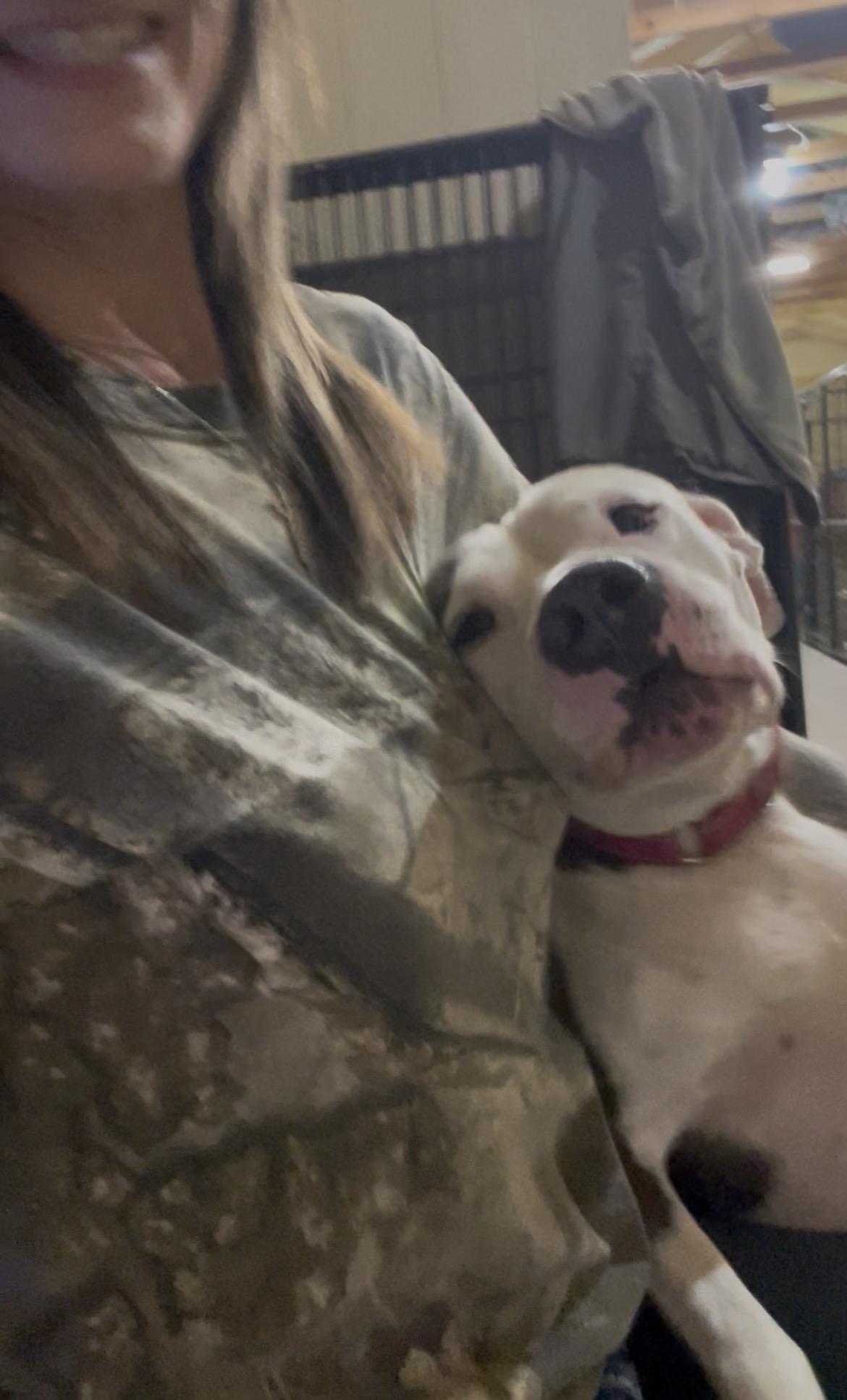 Enlarge Journey , a ADOPTABLE mixed breed in Inez, TX image 4/4