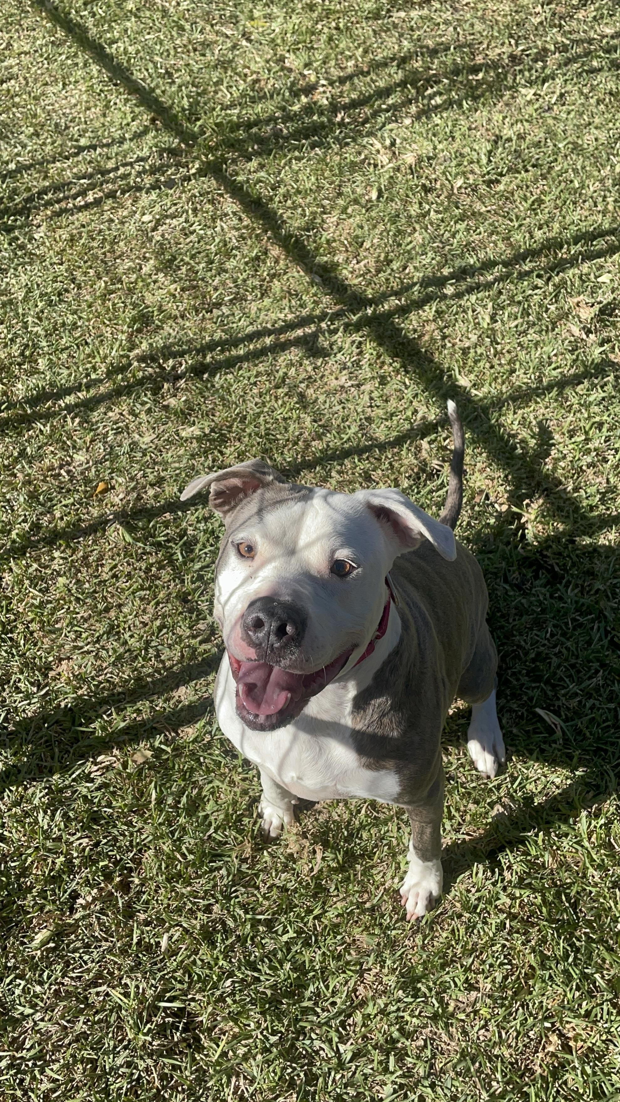 Enlarge Journey , a ADOPTABLE mixed breed in Inez, TX image 3/4