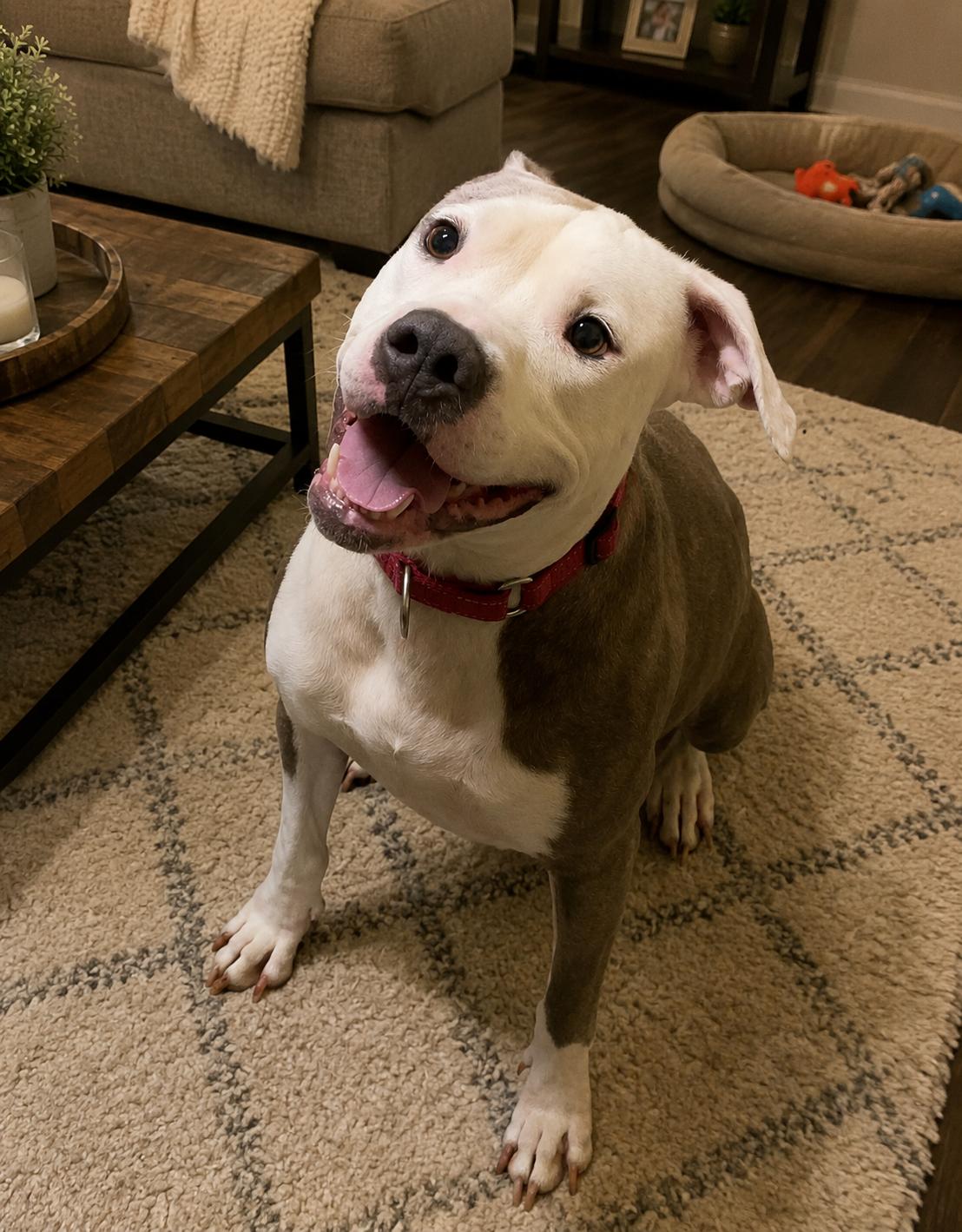 Journey , ADOPTABLE, Adult Female Staffordshire Bull Terrier.