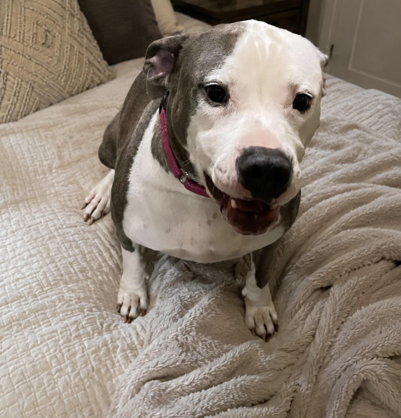 Enlarge Journey , a ADOPTABLE mixed breed in Inez, TX image 2/4