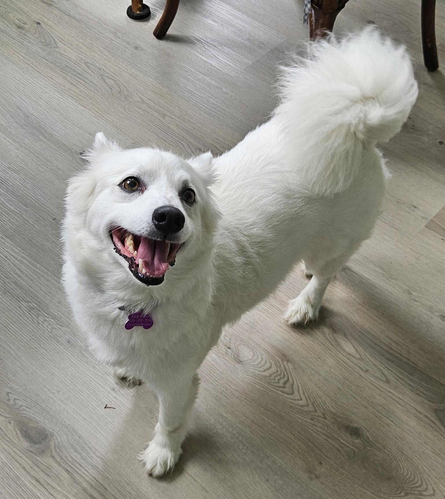 Bonnie of MD, a Adopted American Eskimo Dog in Randallstown, MD image 1/3