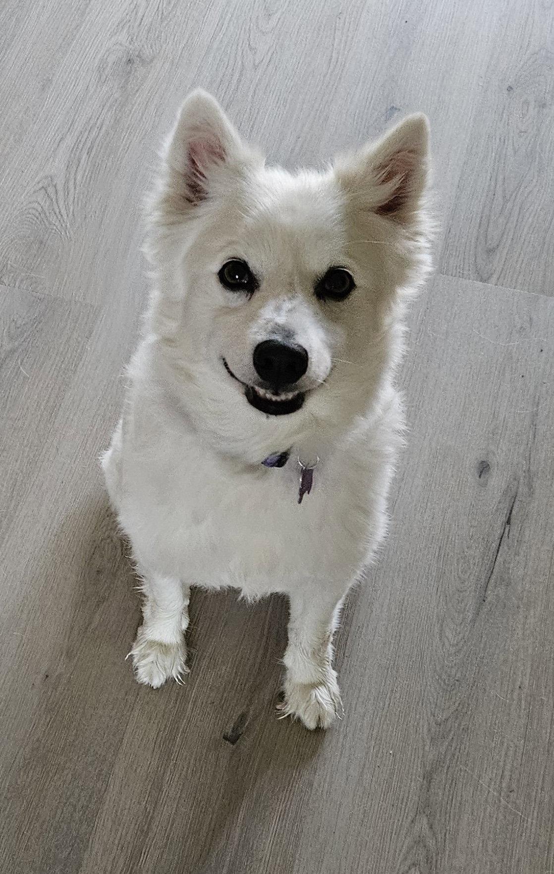 Bonnie of MD, a Adopted American Eskimo Dog in Randallstown, MD image 2/3