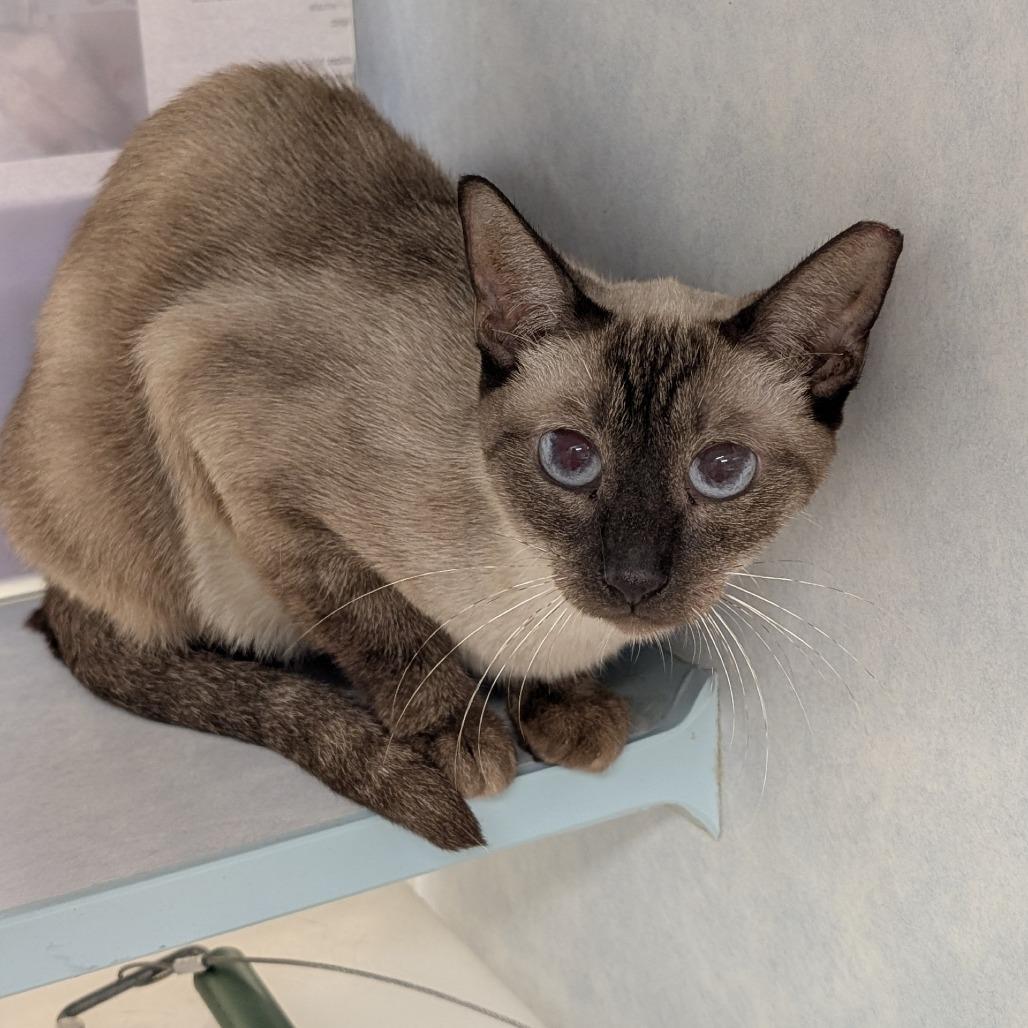 Diana, Adoptable, Adult Female Domestic Short Hair & Siamese.