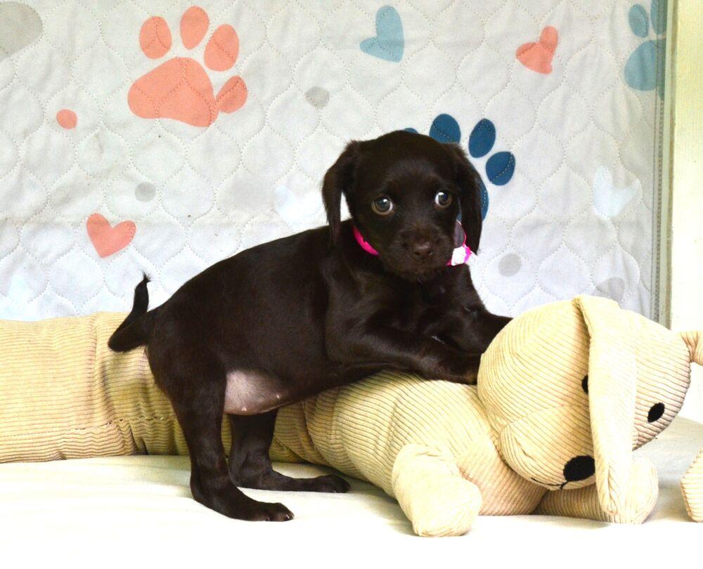 Brownie, Adoptable, Puppy Female Boykin Spaniel.