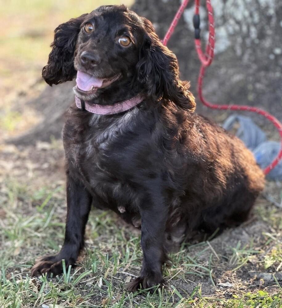 Enlarge Brownie, a Adoptable mixed breed in Willingboro, NJ image 2/6