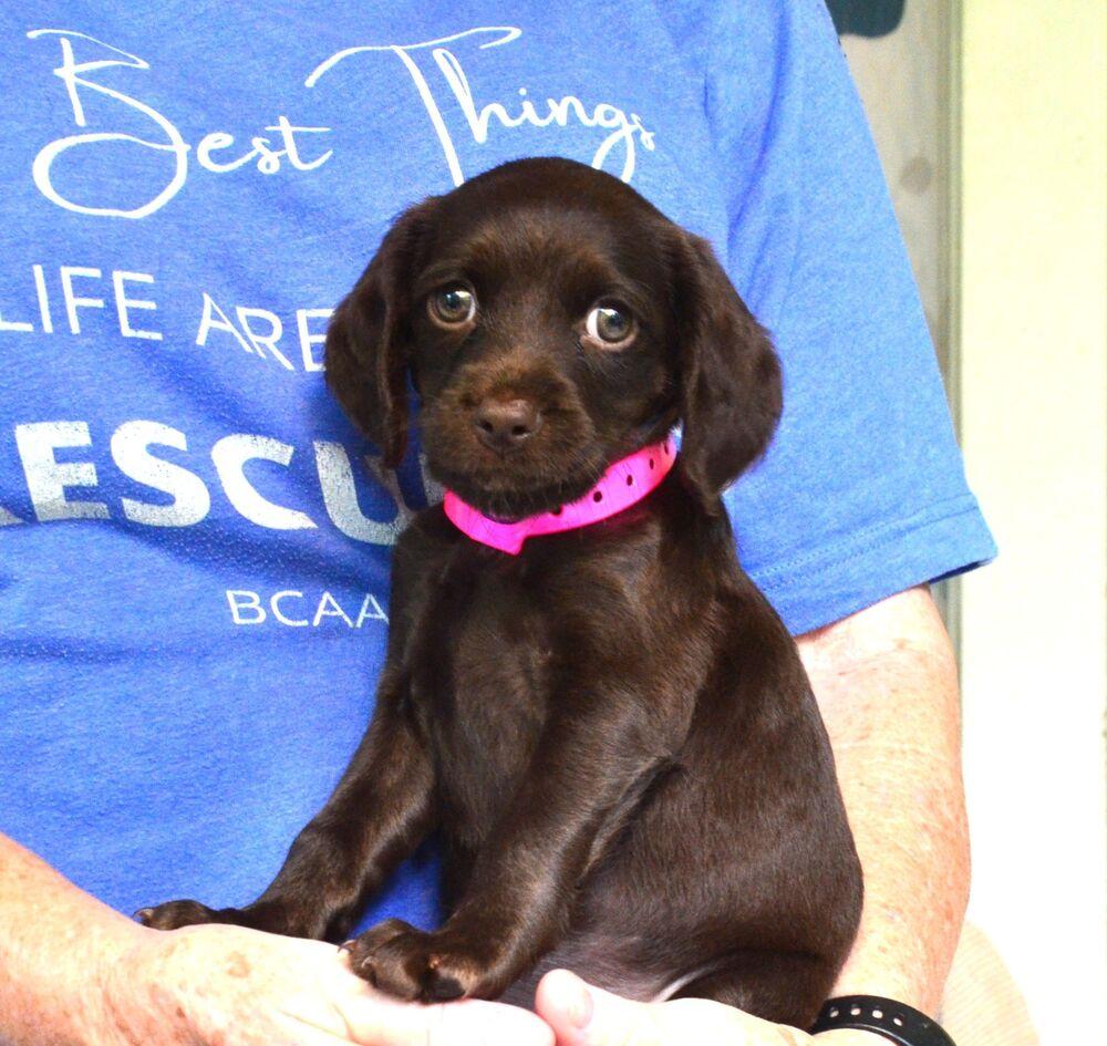 Enlarge Brownie, a Adoptable mixed breed in Willingboro, NJ image 3/6
