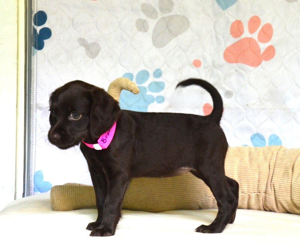 Enlarge Brownie, a Adoptable mixed breed in Willingboro, NJ image 4/6
