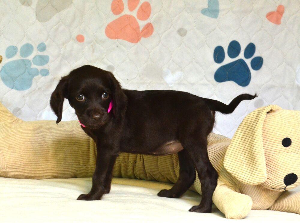 Enlarge Brownie, a Adoptable mixed breed in Willingboro, NJ image 5/6