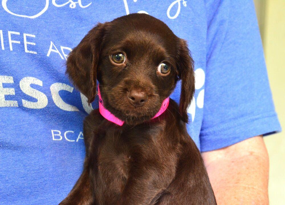 Enlarge Brownie, a Adoptable mixed breed in Willingboro, NJ image 6/6