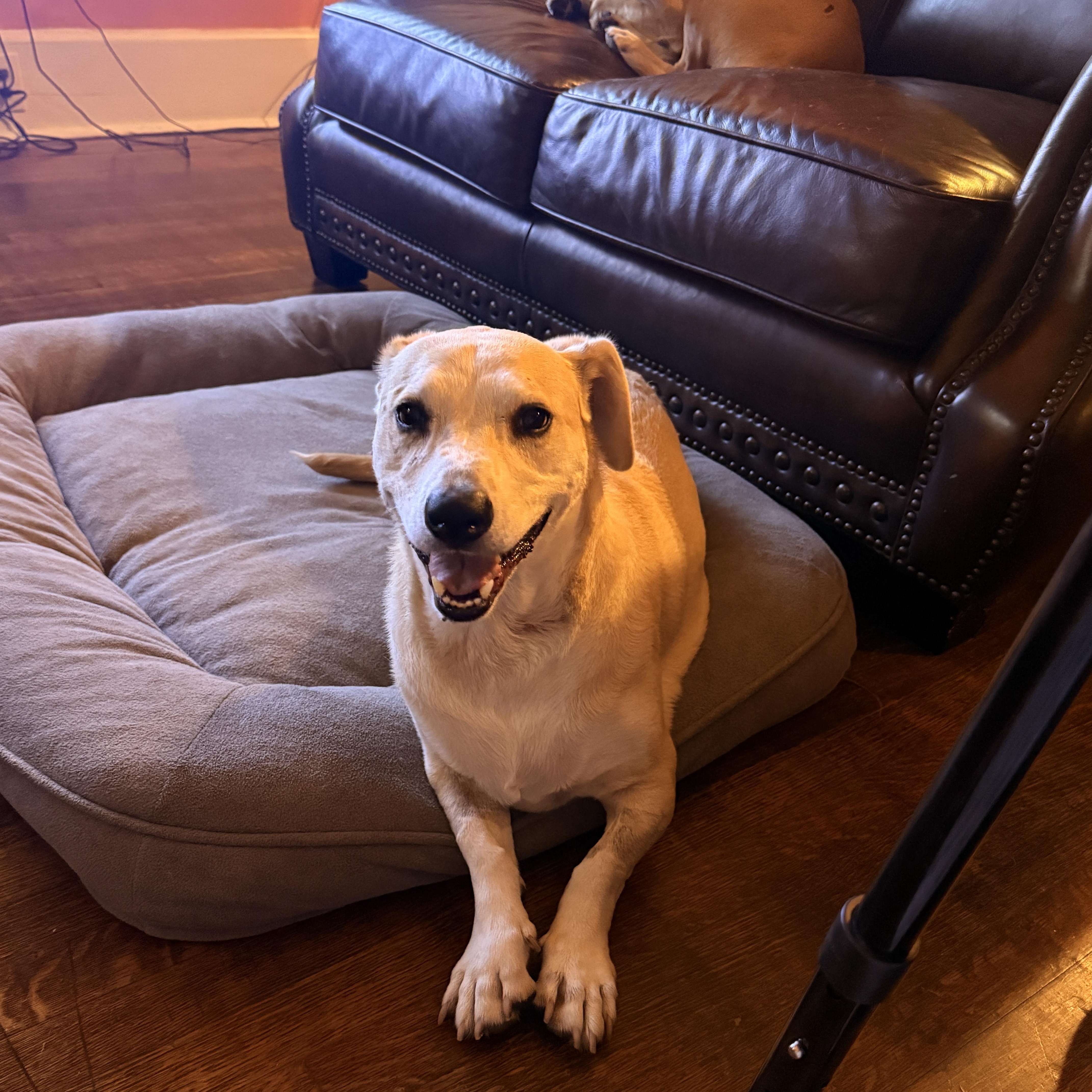 Enlarge Kate, a Adoptable mixed breed in Coldwater, MI image 3/5