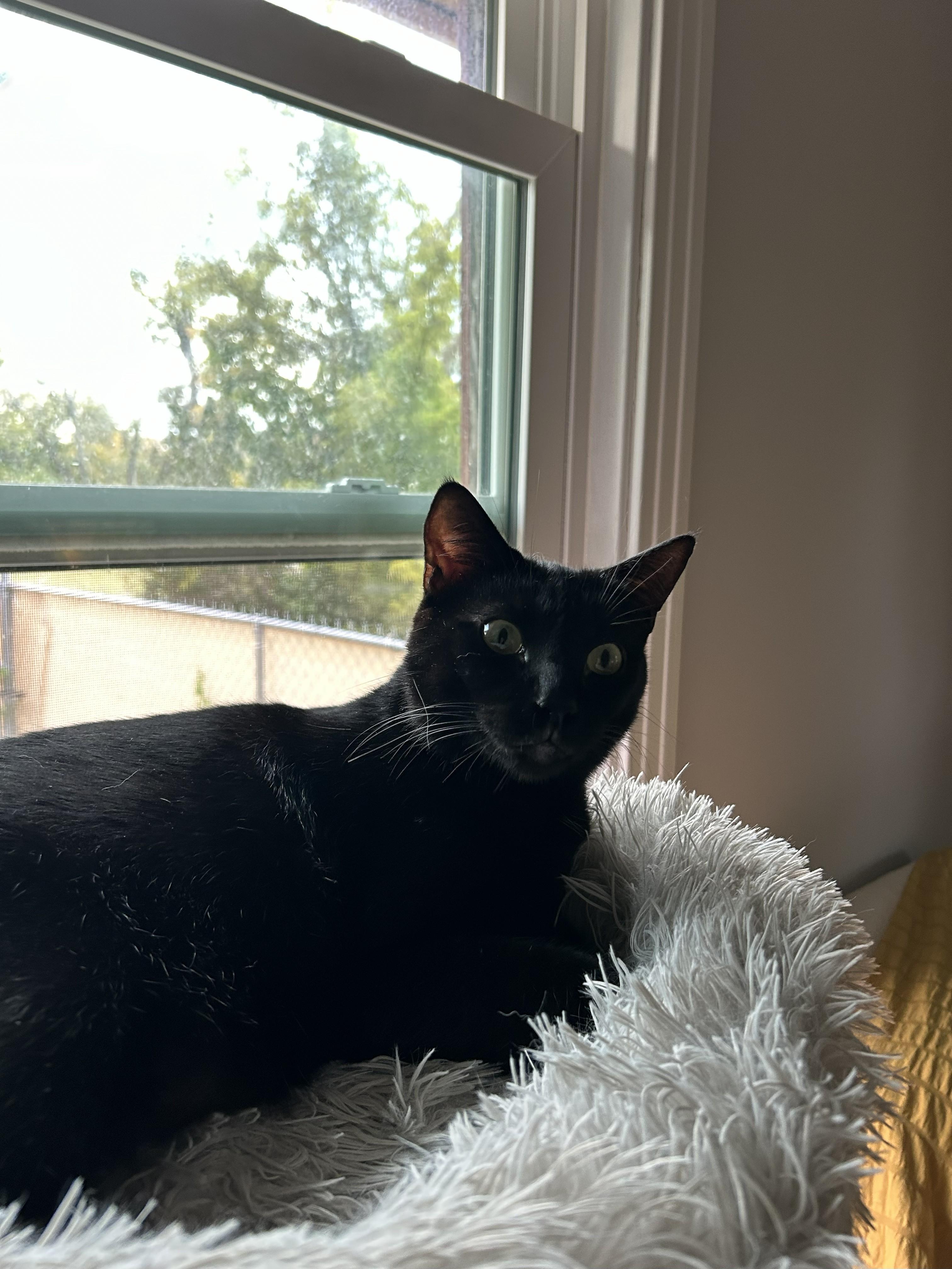 Boots + Beans (bonded pair) 3