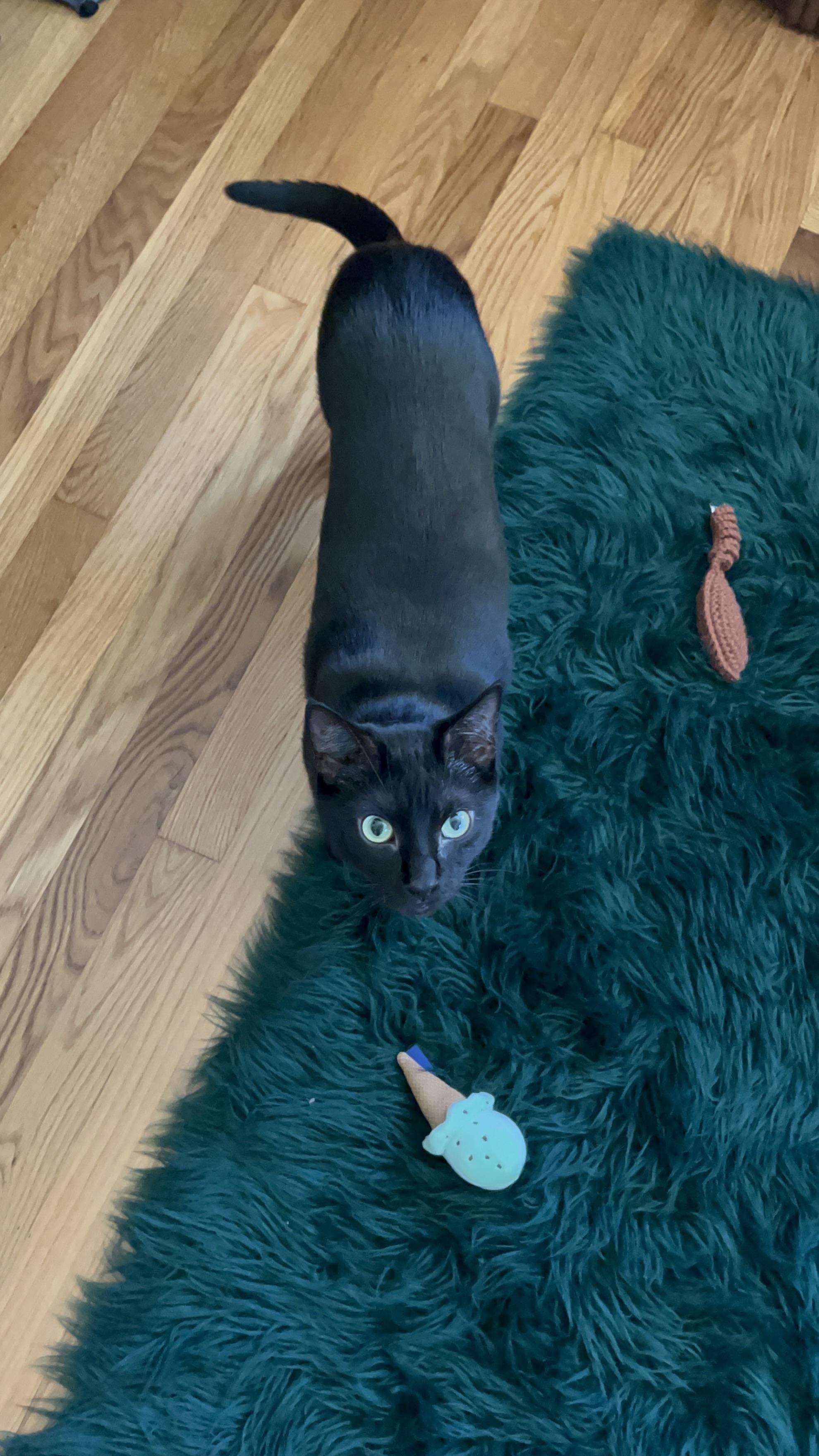 Boots + Beans (bonded pair) 4