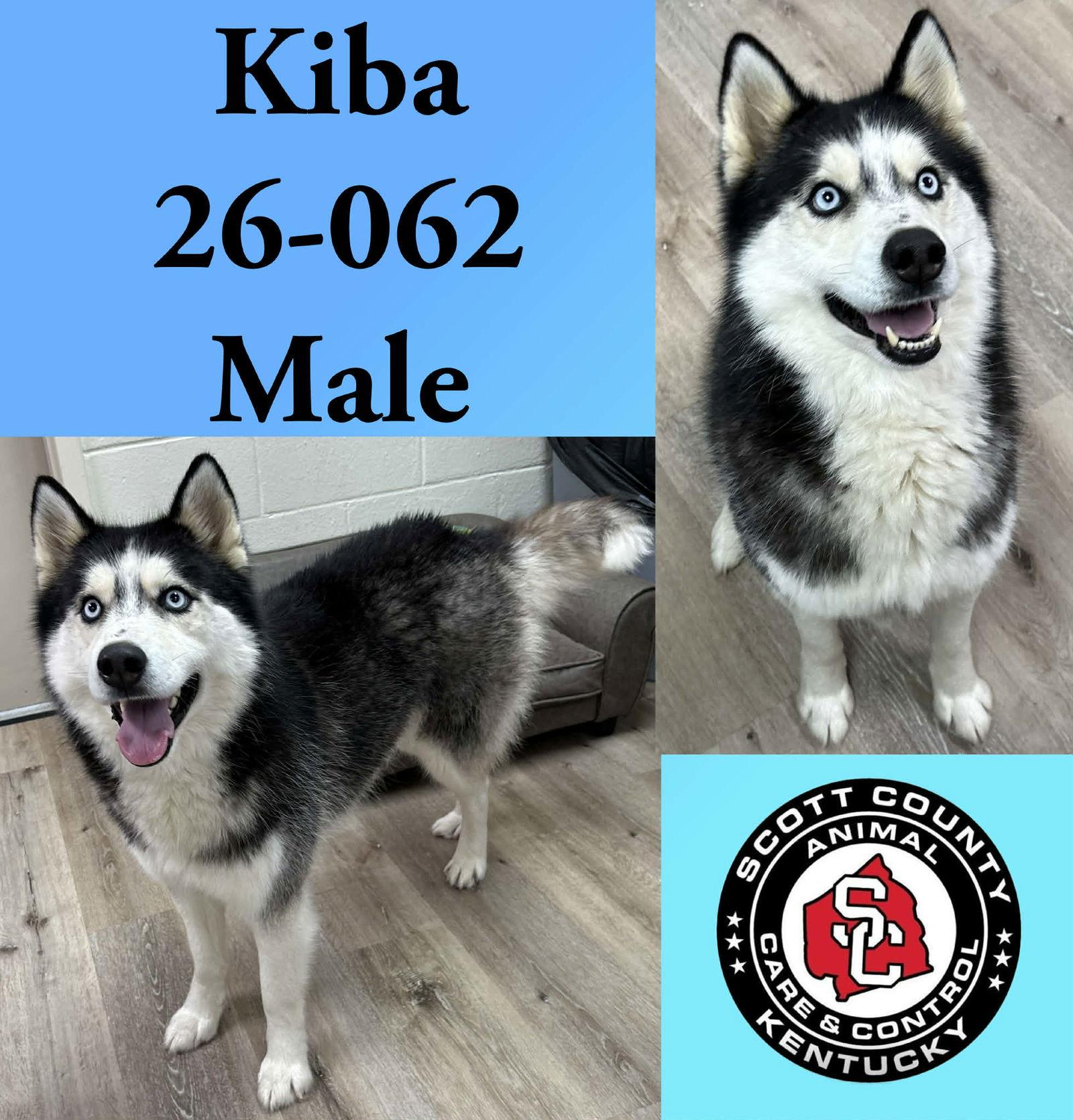 Enlarge Kiba, a Adoptable Husky in Georgetown, KY image 1/1