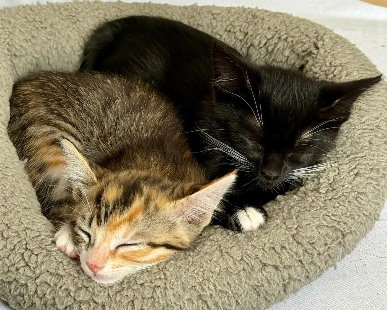 Mandolin (Bonded with Zither), Adoptable, Kitten Female Domestic Short Hair.