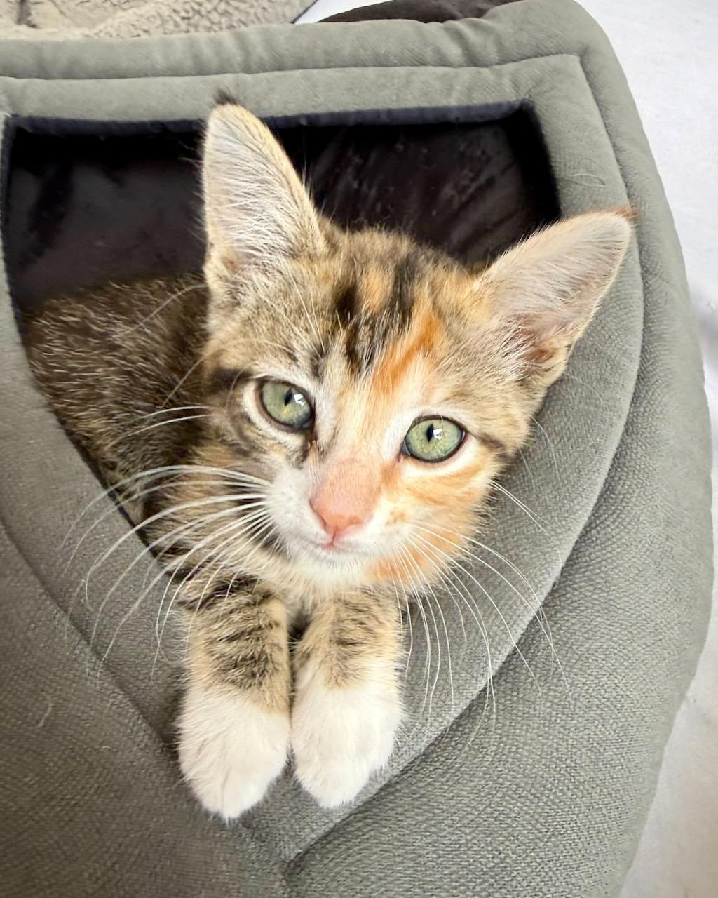 Enlarge Mandolin (Bonded with Zither), a Adoptable Domestic Short Hair in San Francisco, CA image 2/6