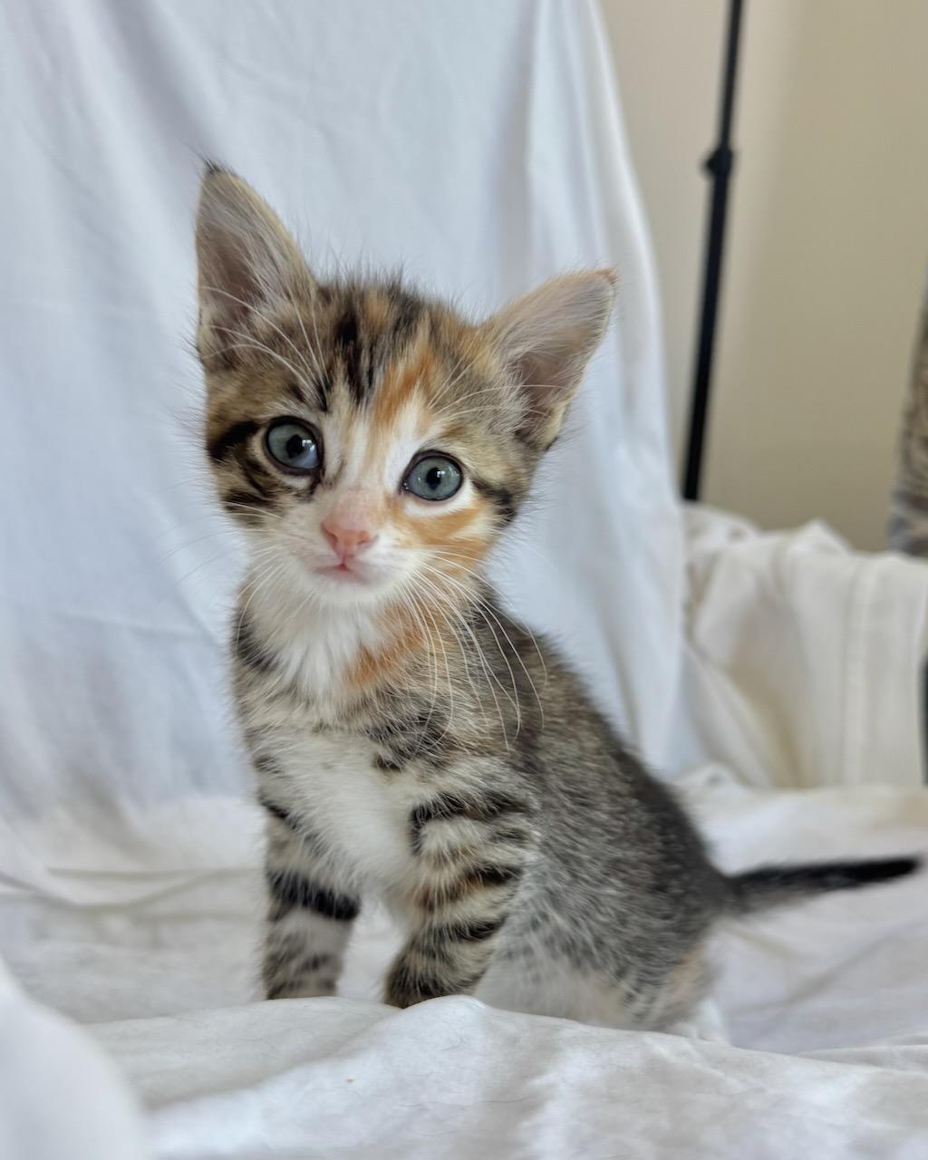 Enlarge Mandolin (Bonded with Zither), a Adoptable Domestic Short Hair in San Francisco, CA image 3/6