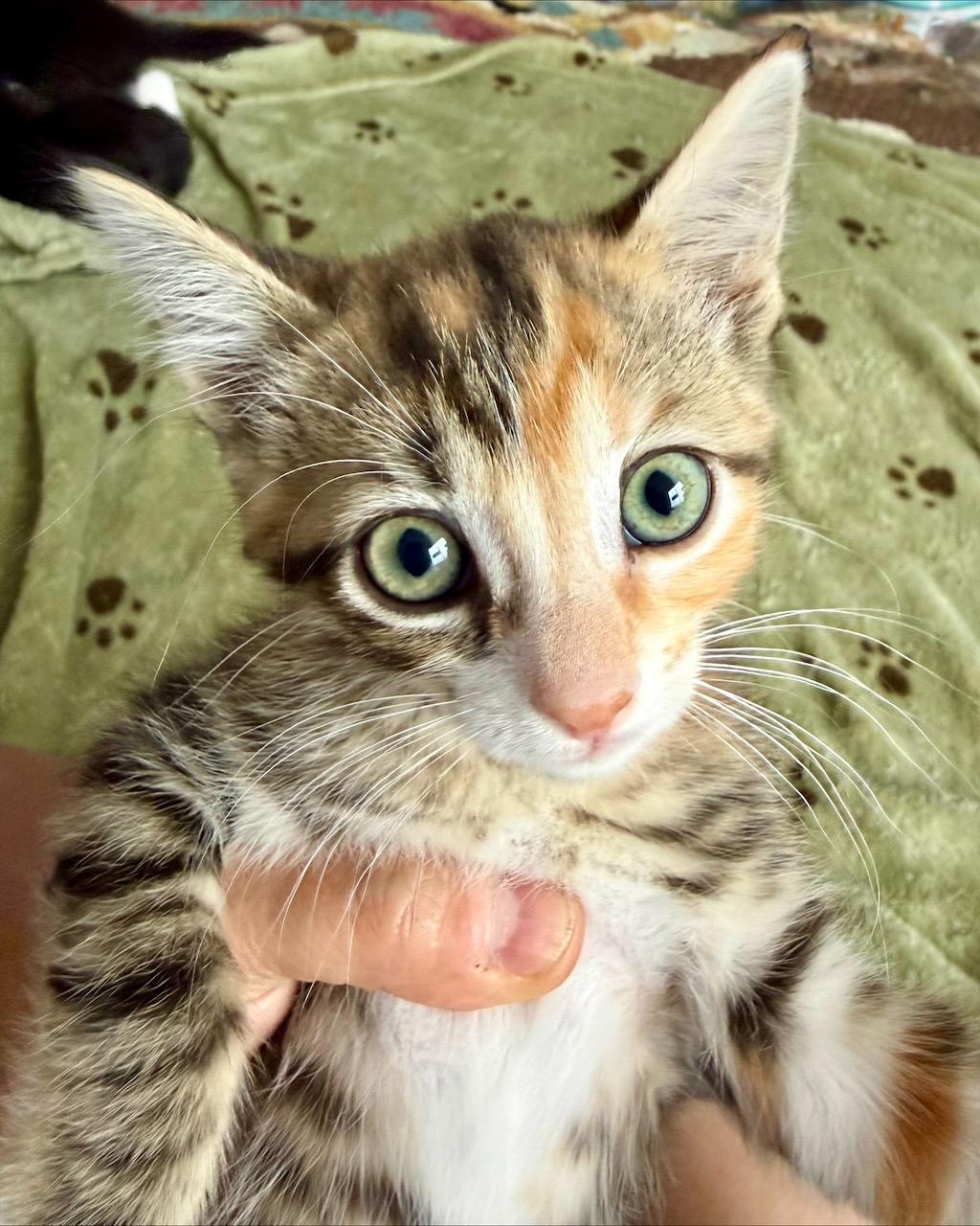 Enlarge Mandolin (Bonded with Zither), a Adoptable Domestic Short Hair in San Francisco, CA image 5/6
