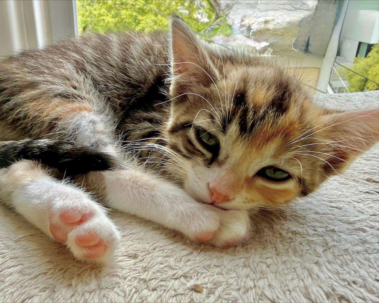 Enlarge Mandolin (Bonded with Zither), a Adoptable Domestic Short Hair in San Francisco, CA image 6/6