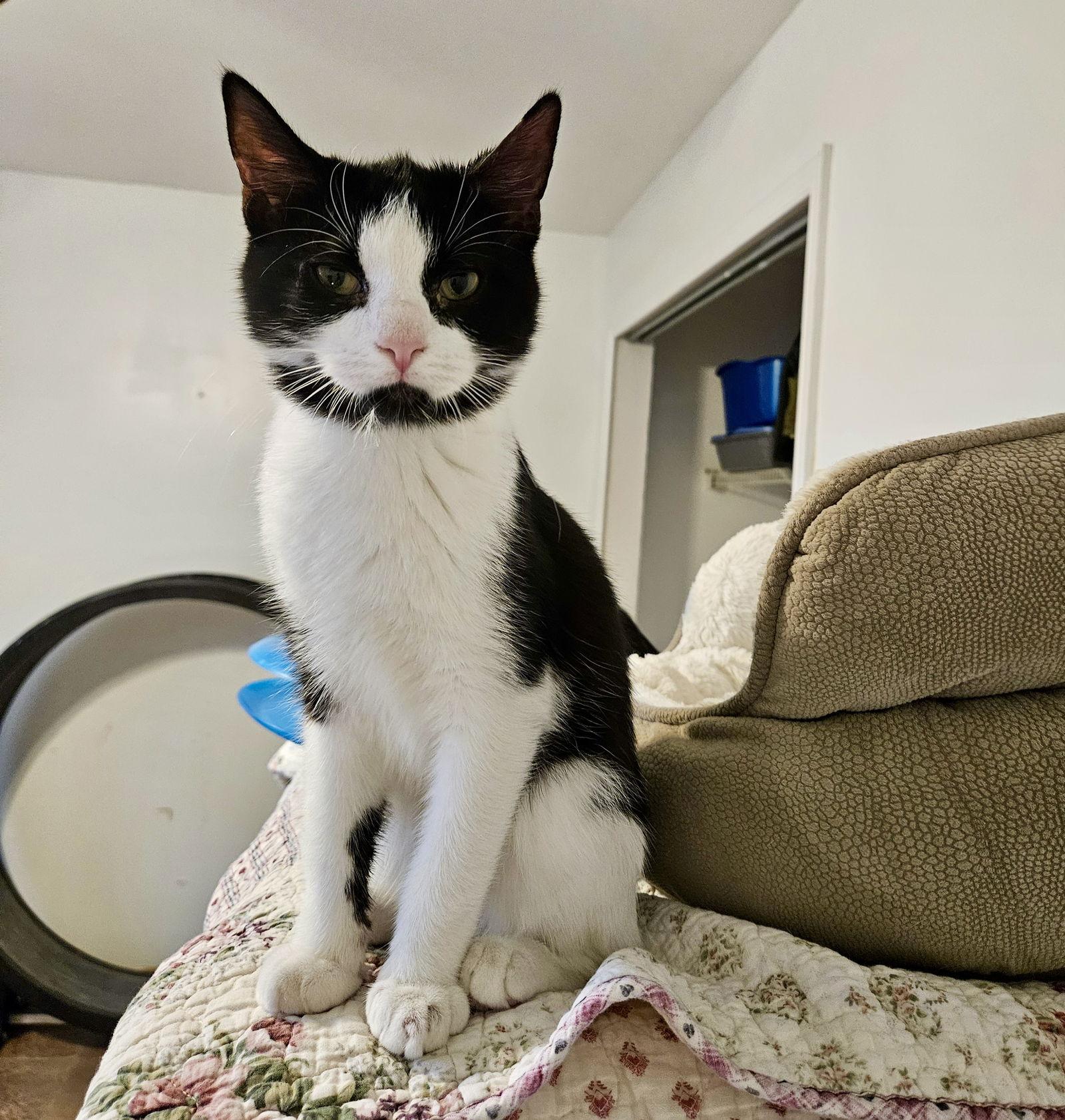 Bay, a Adoptable Domestic Short Hair in Penndel, PA image 1/3