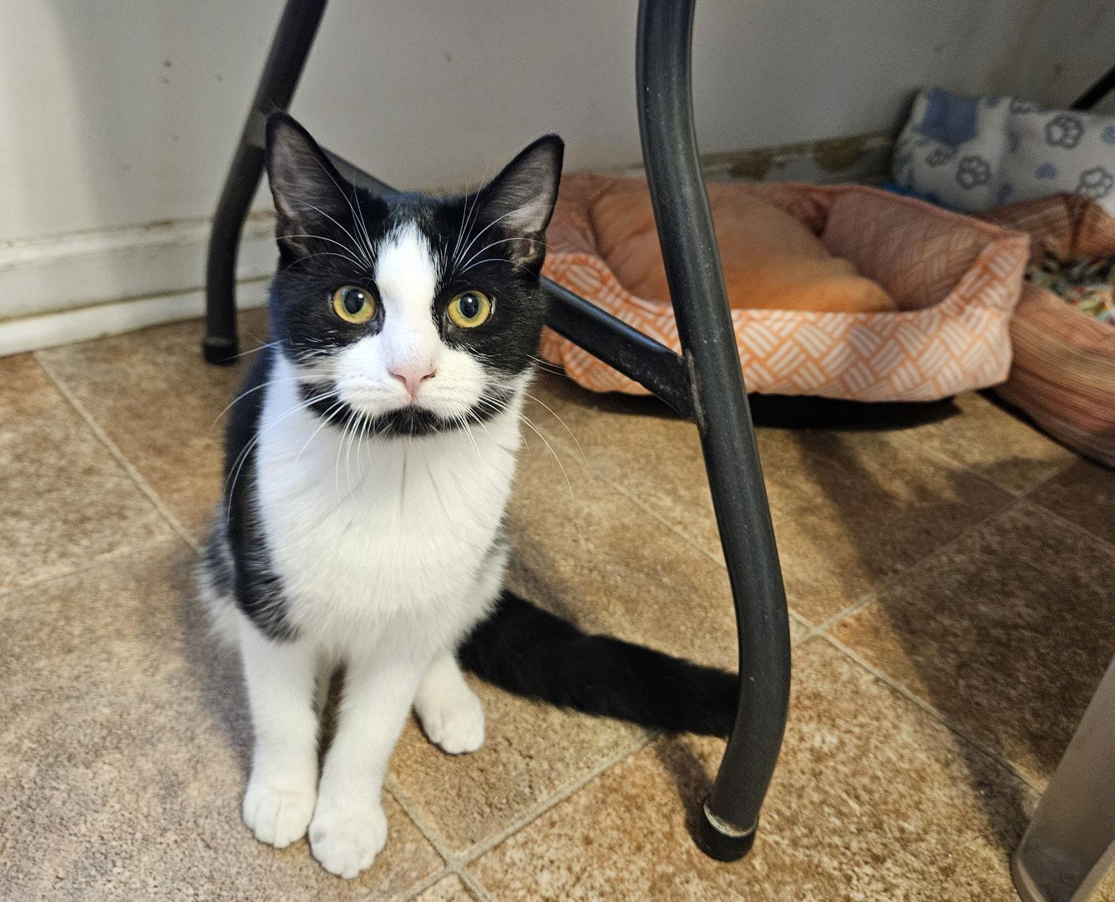 Bay, a Adoptable Domestic Short Hair in Penndel, PA image 2/3