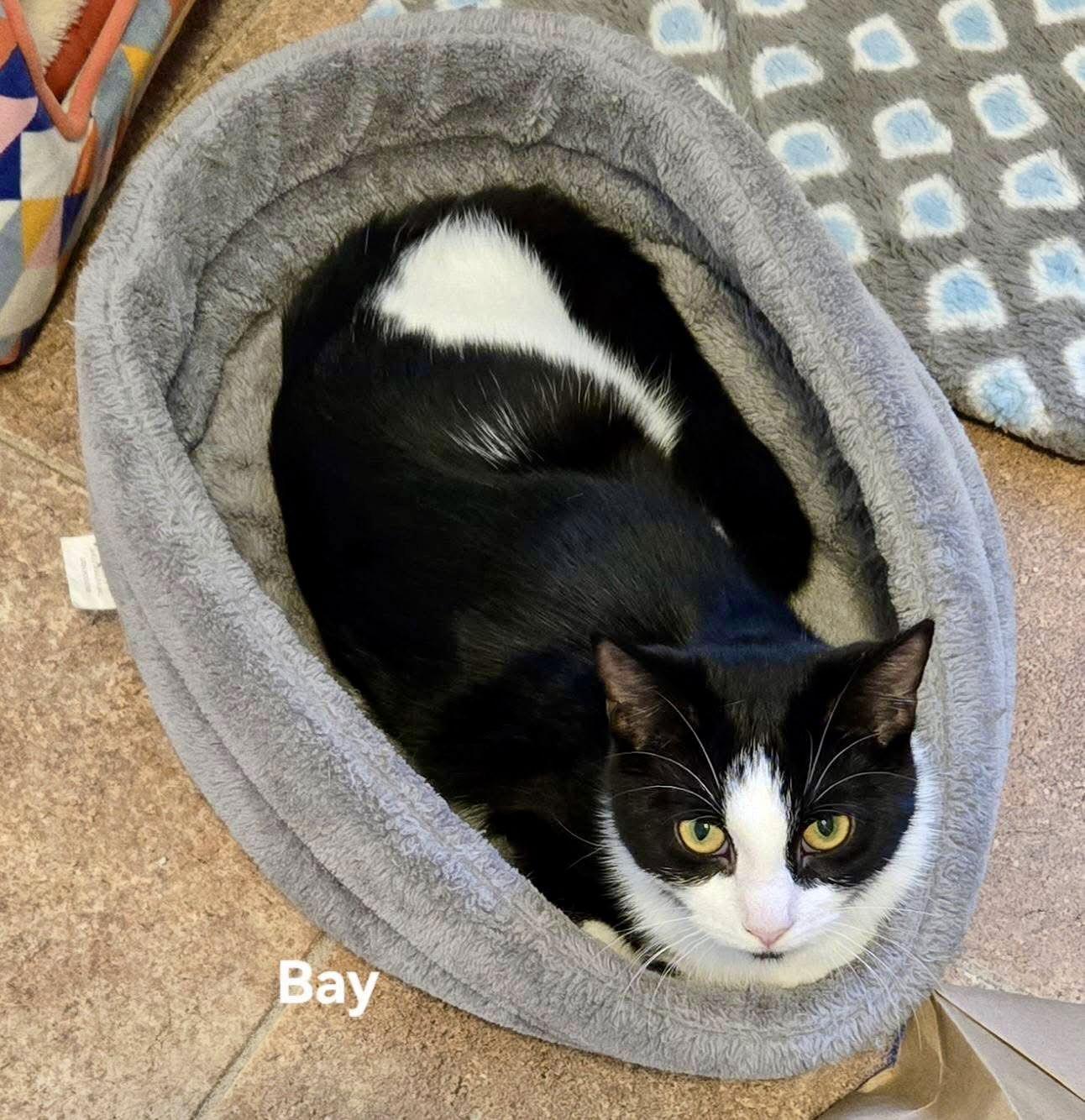 Bay, a Adoptable Domestic Short Hair in Penndel, PA image 3/3