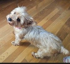 Spice, Adopted, Adult Female Silky Terrier.