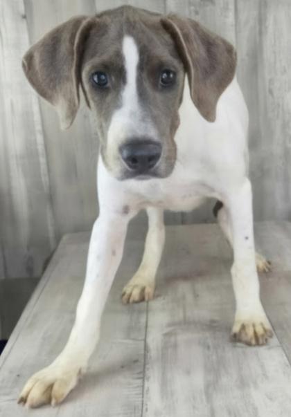 Buster, Adoptable, Adult Male Pointer & Mixed Breed.