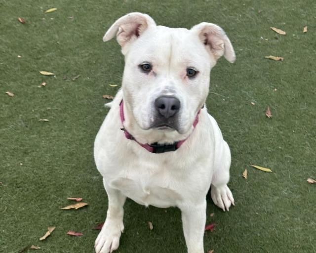 COSETTE, Adoptable, Young Female Pit Bull Terrier & Mixed Breed.