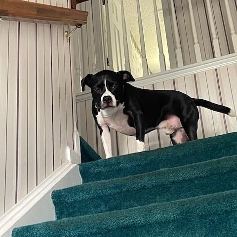 Enlarge Socks, an adopted mixed breed in Columbia, SC image 2/4