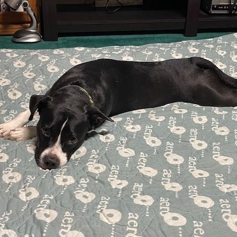 Enlarge Socks, an adopted mixed breed in Columbia, SC image 3/4