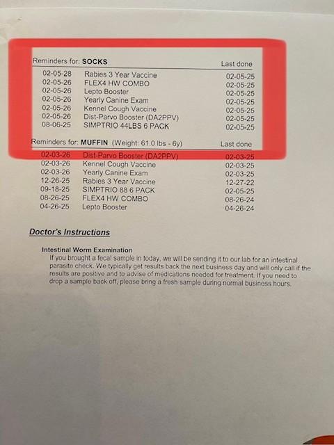 Enlarge Socks, an adopted mixed breed in Columbia, SC image 4/4