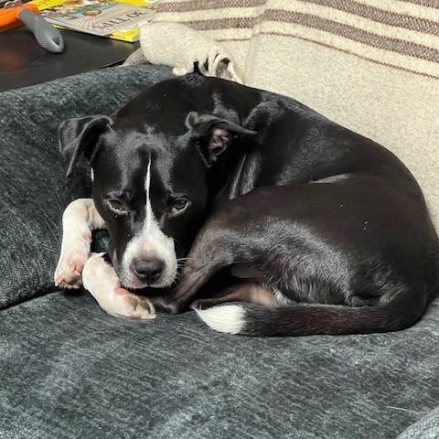 Enlarge Socks, an adopted mixed breed in Columbia, SC image 1/4