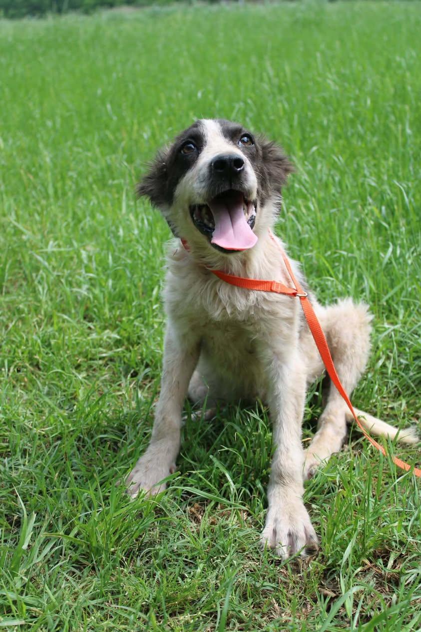 Enlarge Stewart, an adopted Mixed Breed in Davenport, IA image 2/2