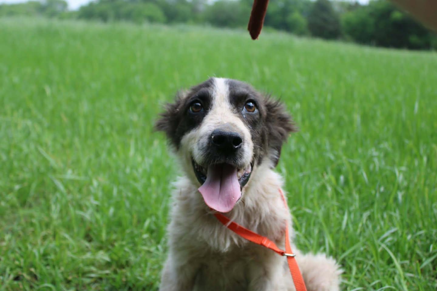 Stewart, adopted, Young Male Mixed Breed.