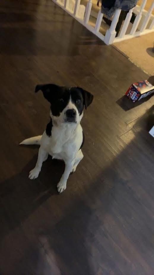 Enlarge Purdy, a ADOPTABLE Mixed Breed in Manhattan, KS image 4/6