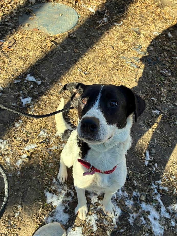 Enlarge Purdy, a ADOPTABLE Mixed Breed in Manhattan, KS image 2/6