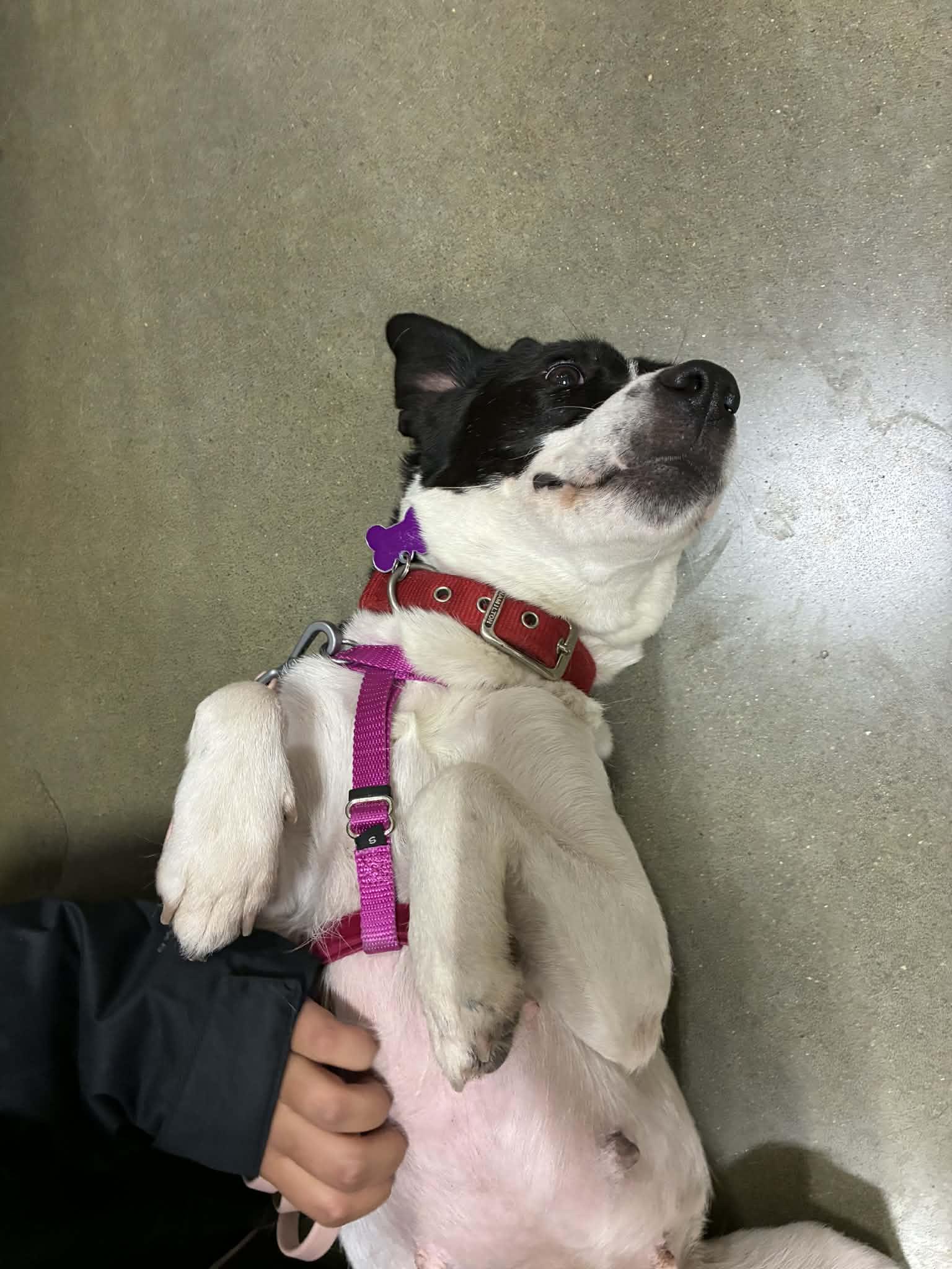 Enlarge Purdy, a ADOPTABLE Mixed Breed in Manhattan, KS image 5/6