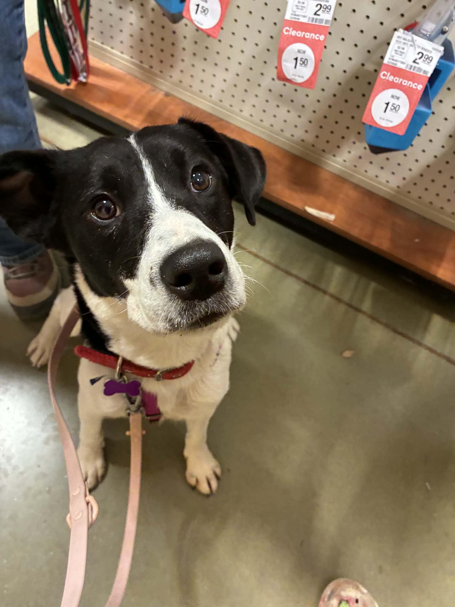 Enlarge Purdy, a ADOPTABLE Mixed Breed in Manhattan, KS image 1/6