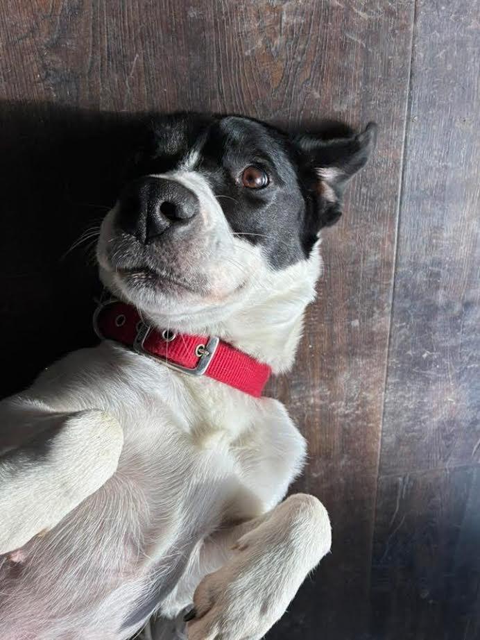 Enlarge Purdy, a ADOPTABLE Mixed Breed in Manhattan, KS image 3/6